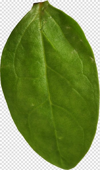 Sandwich Material, green vegetable leaf transparent background PNG clipart