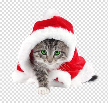 Santa Claus Cat Kitten Christmas Santa suit, weekend transparent background PNG clipart