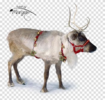 Santa Claus Christmas , santa claus transparent background PNG clipart