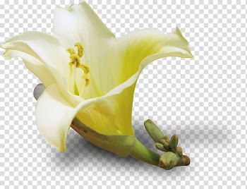 Santa Claus Free!!! Lilium Watercolor: Flowers Watercolor painting, Creative pull lily Free transparent background PNG clipart