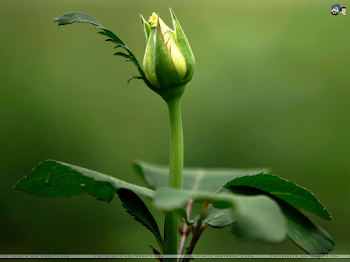 Santabanta - Hd Gulab Flower, Hd Wallpapers & backgrounds Download ...