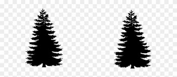 Sapin Clip Art - Black And White Pine Tree Clip Art