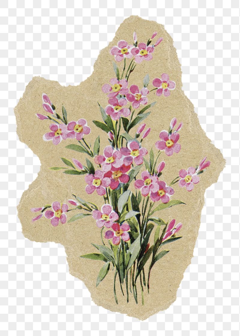 Saponaria flower png sticker, ripped | Free PNG - rawpixel
