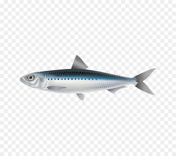 Sardine Crucian carp Fish Mackerel - Fish,fish 
