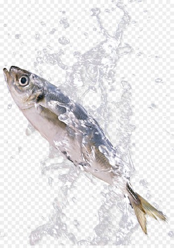 Sardine Fish Download - Fish in the splash 