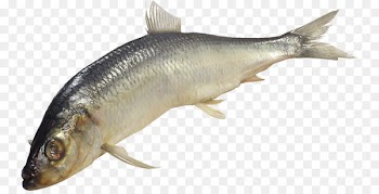 Sardine Fish products Clip art - PESCADO 