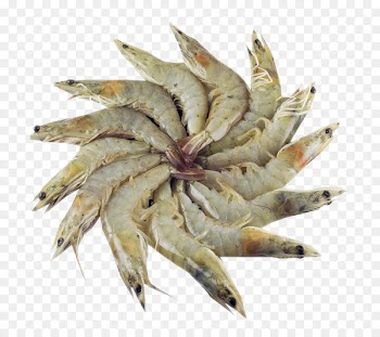 Sardine Fish products Oily fish Anchovy Salted fish - fresh seafood 