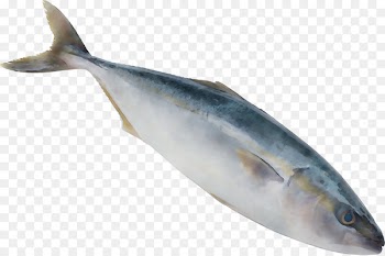 Sardine Fish products Oily fish Salmon Mackerel -  