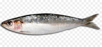 Sardine Fish steak Fish oil Oily fish - fish 