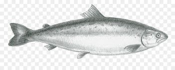 Sardine Logo Packaging and labeling Drawing - Fish sketch material 