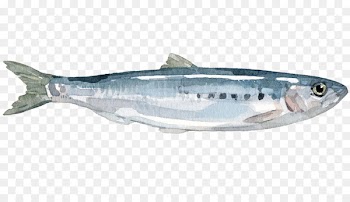Sardine Mackerel Coho salmon Anchovy Herring - fish 
