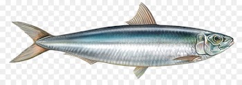 Sardine Milkfish Yellowfin tuna - eat fish 