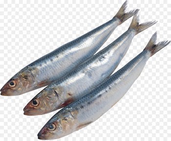 Sardine Pacific saury Fish Kipper Soused herring - all kinds of fish 