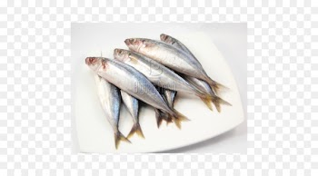 Sardine Pacific saury Fish products Oily fish Blackfin scad - fish 