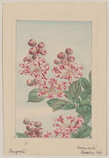 Sarusubi blossoms during 1870&ndash;1880 by Megata | Free Photo - rawpixel