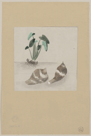 [Satoimo taro potato with plant | Free Photo - rawpixel