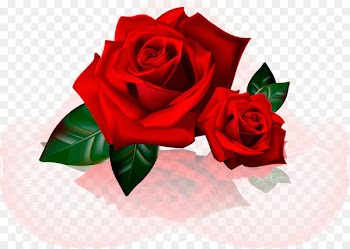Saturday Week Akhir pekan Photography - rosas para convite 