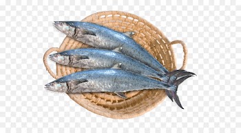 Saudi Arabia Narrow-barred Spanish mackerel Fish SFC Food - fish 