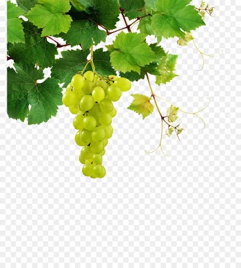 Sauvignon blanc White wine Pinot blanc Chenin blanc Riesling - grape 