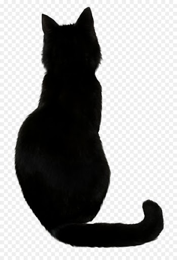 Savannah cat Black cat Cat food Kitten - Witch Cat 