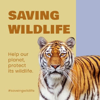 Saving wildlife Facebook post template | Free PSD Template - rawpixel