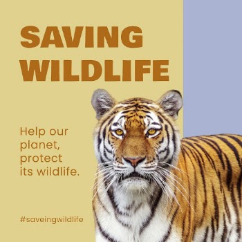 Saving wildlife Instagram post template | Free Vector Template - rawpixel