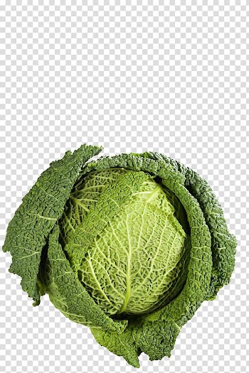 Savoy cabbage Congee Vegetable Broccoli, Cabbage transparent background PNG clipart