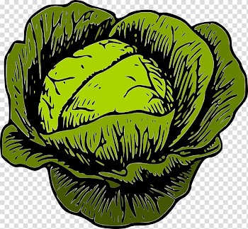 Savoy cabbage Vegetable , veggies transparent background PNG clipart