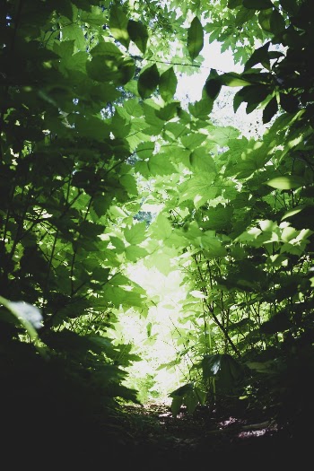 Saw this opening in the trees while hiking. Looked good as a metaphor photo. 
