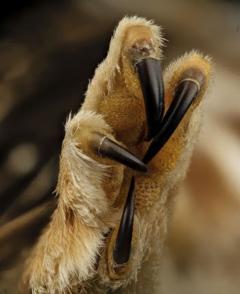 Saw Whet, foot, insect body | Free Photo - rawpixel