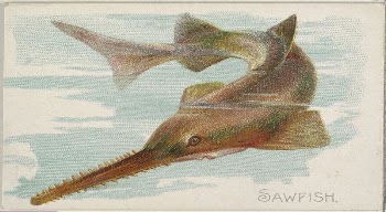 Sawfish, from the Fish from American | Free Photo - rawpixel