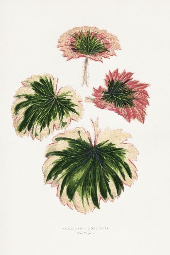 Saxifraga Fortunei leaf illustration from Les | Free Photo Illustration - rawpixel