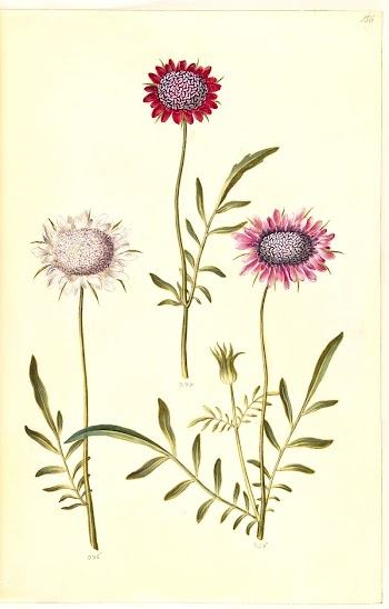 Scabiosa atropurpurea (widow flower) by Maria | Free Photo - rawpixel