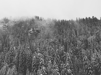 scale grey photography of pine tree forest