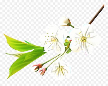 Scallop, Conpoy, Food Drying, Flower, Plant PNG