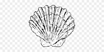Scallop Shell Seashell Clam Marine Ocean A - Black And White Shell ...