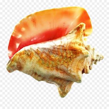 Scallops, Conch, Food PNG