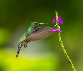 Scaly-breasted Hummingbird