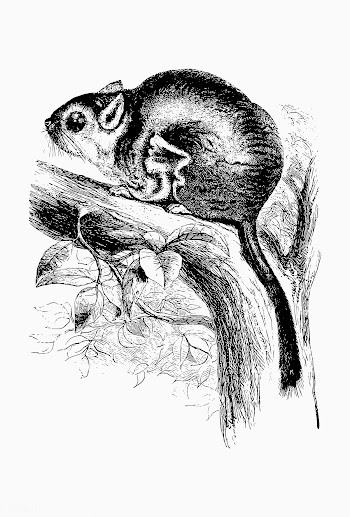 Scaly-tailed squirrel shade drawing | Free stock vector - 562309