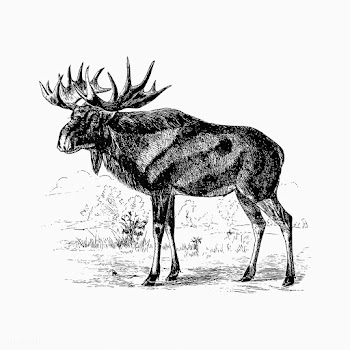 Scandinavian elk shade drawing | Free stock vector - 562509