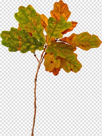 Scape Animation Leaf GIMP, Animation transparent background PNG clipart