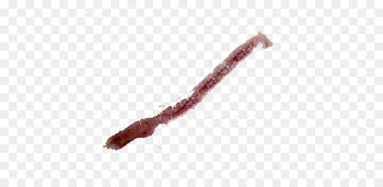 Scar Computer file - A scar 