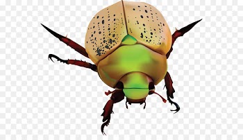 Scarabs Dung beetle Polyphaga Christmas beetle Weevil - australian stamp 