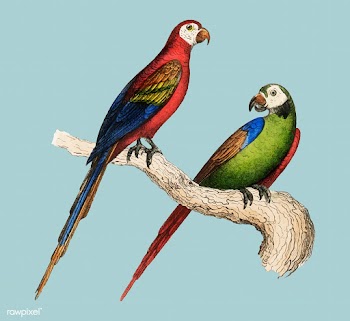 Scarlet and Green Macaw from Oeuvres compl&eg.. | Free stock vector - 471611