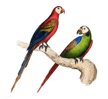 Scarlet and Green Macaw from Oeuvres compl&eg.. | Free stock vector - 471618