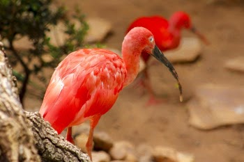 Scarlet Ibis 