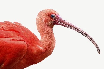 Scarlet Ibis bird collage element | Free PSD - rawpixel