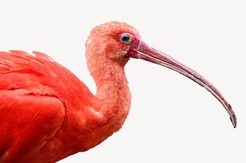 Scarlet Ibis bird isolated design | Free Photo - rawpixel