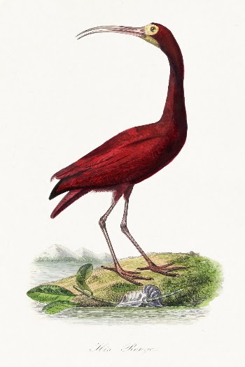 Scarlet ibis bird painting by Paul | Free Photo Illustration - rawpixel