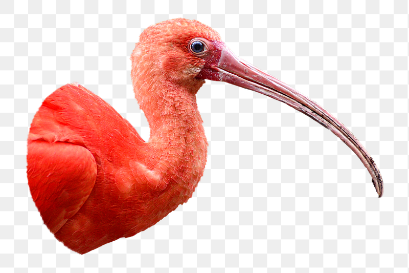 Scarlet Ibis bird png sticker, | Free PNG - rawpixel